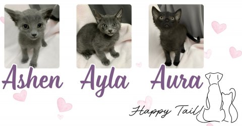 Cat, Kitten, Pet. Text: Ashen Ayla Aura