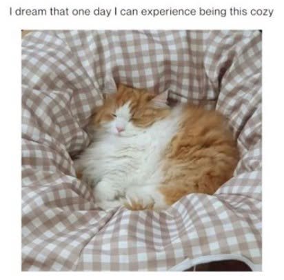 Sleeping, Cat, Kitten. Text: I dream that one day I can experience being this cozy