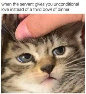 Cat, Kitten, Pet. Text: when the servant gives you unconditional love instead of a third bowl of dinner