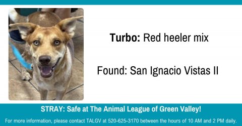 Dog, Husky, Hound. Text: Turbo: Red heeler mix Found: San Ignacio Vistas II STRAY: Safe at The Animal League of Green Valley! For more information, please contact TALGV at 520-625-3170 between the hours of 10 AM and 2 PM daily.