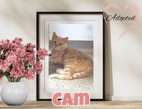 Cat, Flower, Painting. Text: Adopted CAM