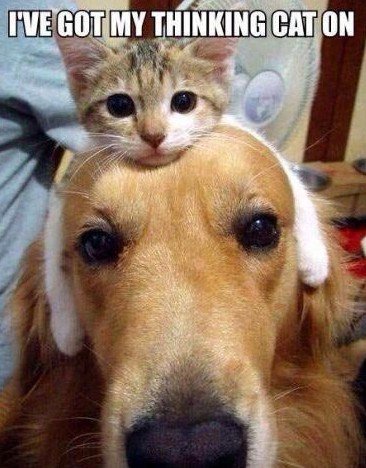 Pet, Dog, Golden Retriever. Text: I'VE GOT MY THINKING CAT ON