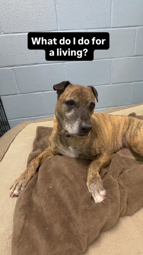 Canine, Dog, Boxer. Text: What do I do for a living?