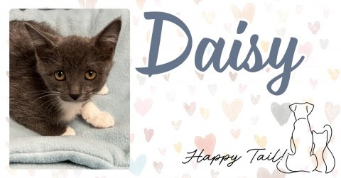 Cat, Kitten, Pet. Text: Daisy