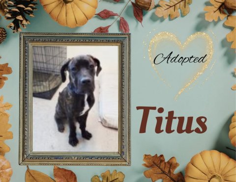 Greeting Card, Dog, Painting. Text: Adopted Titus