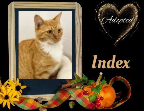 Greeting Card, Mail, Cat. Text: Adopted Index