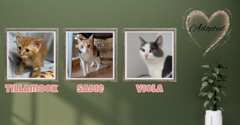 Greeting Card, Collage, Kitten. Text: Adopted TILLAMOOK VIOLA