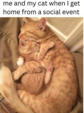 Cat, Kitten, Pet. Text: me and my cat when I get home from a social event