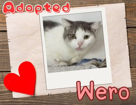 Greeting Card, Mail, Cat. Text: Adopted Wero