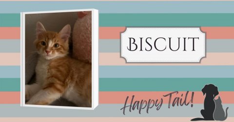 Cat, Pet, Kitten. Text: BISCUIT Happy Tail!
