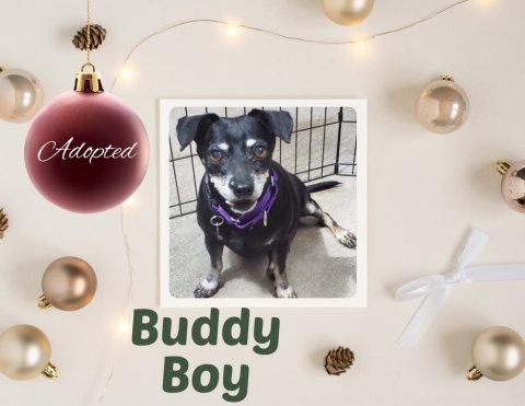 Accessories, Dog, Greeting Card. Text: Adopted Buddy Boy