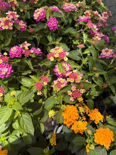 Dahlia, Petal, Potted Plant.