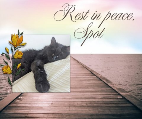 Waterfront, Pier, Port. Text: Rest in peace, Spot