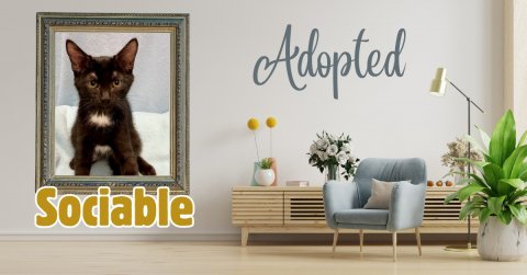 Potted Plant, Planter, Painting. Text: Adopted Sociable