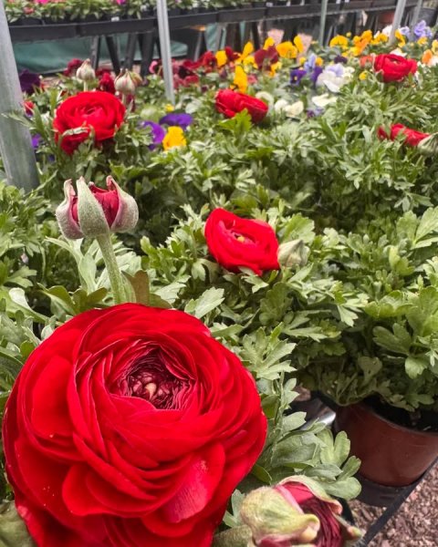 Rose, Potted Plant, Petal.