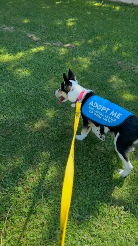 Grass, Strap, Dog. Text: ADOPT ME THE ANIMAL LEAGUE OF GREEN VALLEY