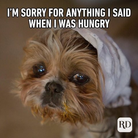 Canine, Dog, Pet. Text: I'M SORRY FOR ANYTHING I SAID WHEN I WAS HUNGRY RD