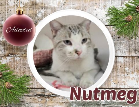 Tree, Cat, Accessories. Text: Adopted Nutmeg