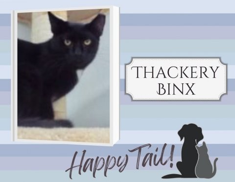 Cat, Pet, Black Cat. Text: THACKERY BINX Happy Tail!