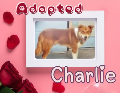 Greeting Card, Petal, Rose. Text: Adopted Charlie