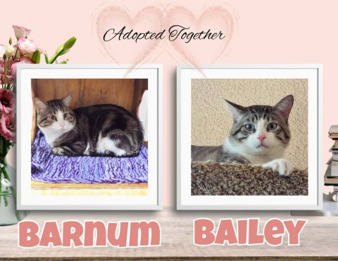 Greeting Card, Cat, Kitten. Text: Adopted Together