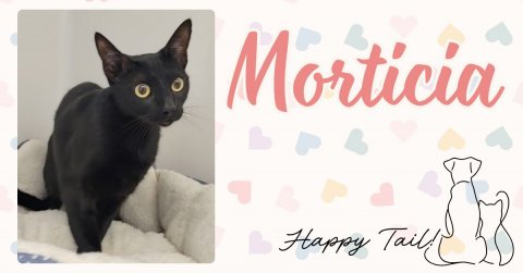Cat, Mammal, Pet. Text: Morticia