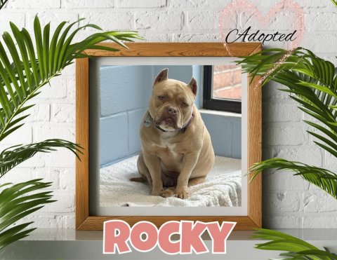 Bulldog, Dog, French Bulldog. Text: Adopted ROCKY