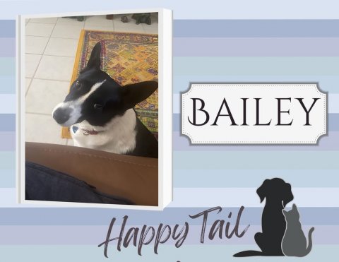 Canine, Dog, Boston Bull. Text: BAILEY Happy Tail