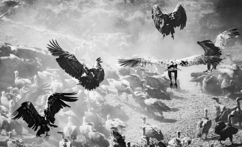 Bird, Vulture, Flying.