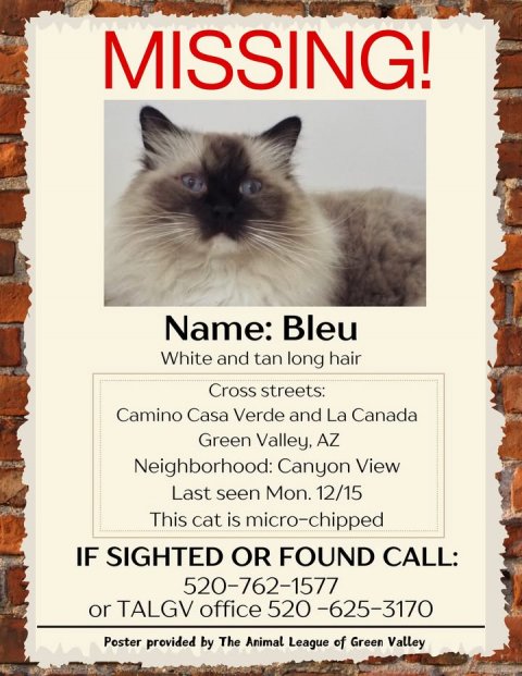 Advertisement, Poster, Cat. Text: MISSING! Name: Bleu White and tan long hair Cross streets: Camino Casa Verde and La Canada Green Valley, AZ Neighborhood: Canyon View Last seen Mon. 12/15 This cat is micro-chipped IF SIGHTED OR FOUND CALL: 520-762-1577 or TALGV office 520-625-3170 Poster provided by The Animal League of Green Valley