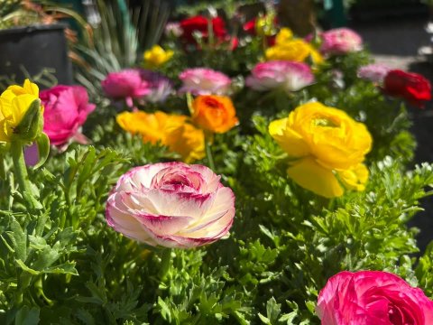 Potted Plant, Rose, Petal.