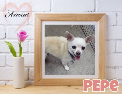 Canine, Dog, Chihuahua. Text: Adopted PEPE