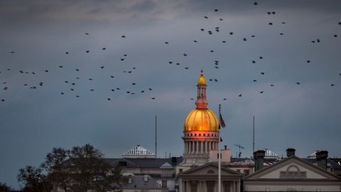 Dome, Flock, Flying.