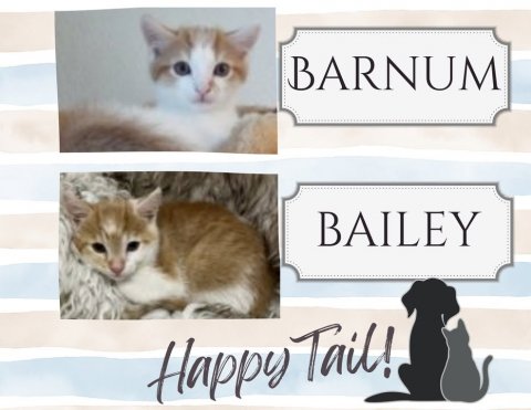 Cat, Kitten, Pet. Text: BARNUM BAILEY Happy Tail!