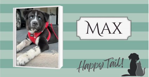 Canine, Dog, Pet. Text: MAX Happy Tail!