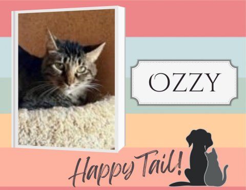Cat, Pet, Kitten. Text: OZZY Happy Tail!