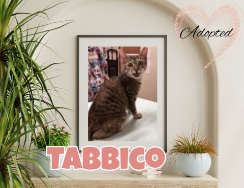 Plant, Potted Plant, Cat. Text: Adopted TABBICO