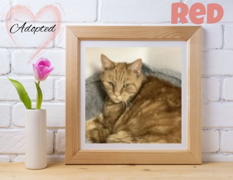 Cat, Painting, Photo Frame. Text: Adopted