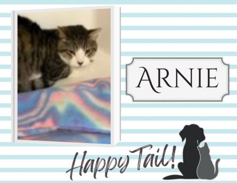 Cat, Pet, Kitten. Text: ARNIE Happy Tail!