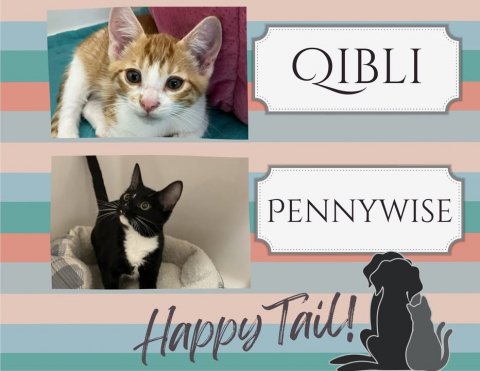 Cat, Pet, Kitten. Text: QIBLI PENNYWISE Happy Tail!
