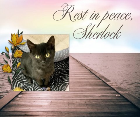 Waterfront, Pier, Port. Text: Rest in peace, Sherlock