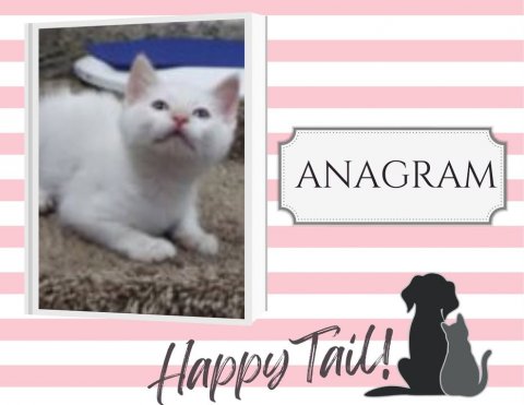 Cat, Pet, Kitten. Text: ANAGRAM Happy Tail!