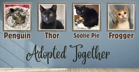 Greeting Card, Painting, Cat. Text: Penguin Thor Sootie Pie Frogger Adopted Together