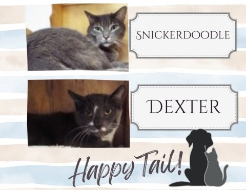 Cat, Pet, Dog. Text: SNICKERDOODLE DEXTER Happy Tail!