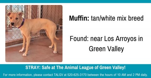 Den, Dog, Dog House. Text: Muffin: tan/white mix breed Found: near Los Arroyos in Green Valley STRAY: Safe at The Animal League of Green Valley! For more information, please contact TALGV at 520-625-3170 between the hours of 10 AM and 2 PM daily.