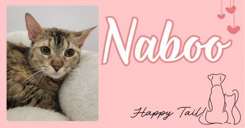 Greeting Card, Cat, Kitten. Text: Naboo