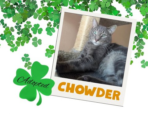 Greeting Card, Cat, Leaf. Text: Adopted CHOWDER