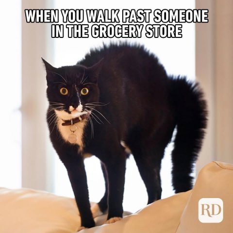 Cat, Pet, Black Cat. Text: WHEN YOU WALK PAST SOMEONE IN THE GROCERY STORE RD
