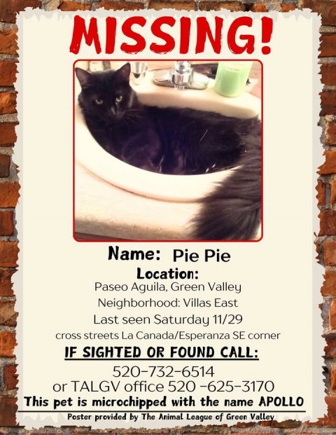 Advertisement, Poster, Cat. Text: MISSING! Name: Pie Pie Location: Paseo Aguila, Green Valley Neighborhood: Villas East Last seen Saturday 11/29 cross streets La Canada/Esperanza SE corner IF SIGHTED OR FOUND CALL: 520-732-6514 or TALGV office 520-625-3170 This pet is microchipped with the name APOLLO Poster provided by The Animal League of Green Valley