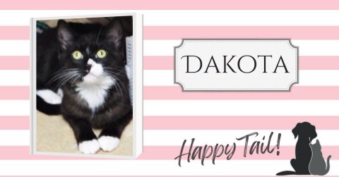 Cat, Mammal, Pet. Text: DAKOTA Happy Tail!